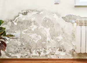 mold in a house